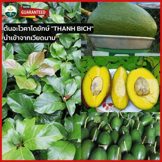 [ต้นอโวคาโดแบบเพาะเมล็ด ]🥑 ต้นอะโวคาโดยักษ์ "THANH BICH" นำเข้าจากเวียดนาม ต้นอโวคาโดแบบเพาะเมล็ด  🥑 สูง 60-80เซ็น ติดผล