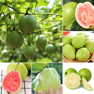 ปลูกได้ทั่วไทย ปลูกง่าย Guava Seeds นไม้ พันธุ์ไม้ผล เมล็ดพันธุ์ ต้นไม้มงคล พันธุ์ไม้ดอก ต้นพันธุ์ผลไม้ ต้นผลไม้