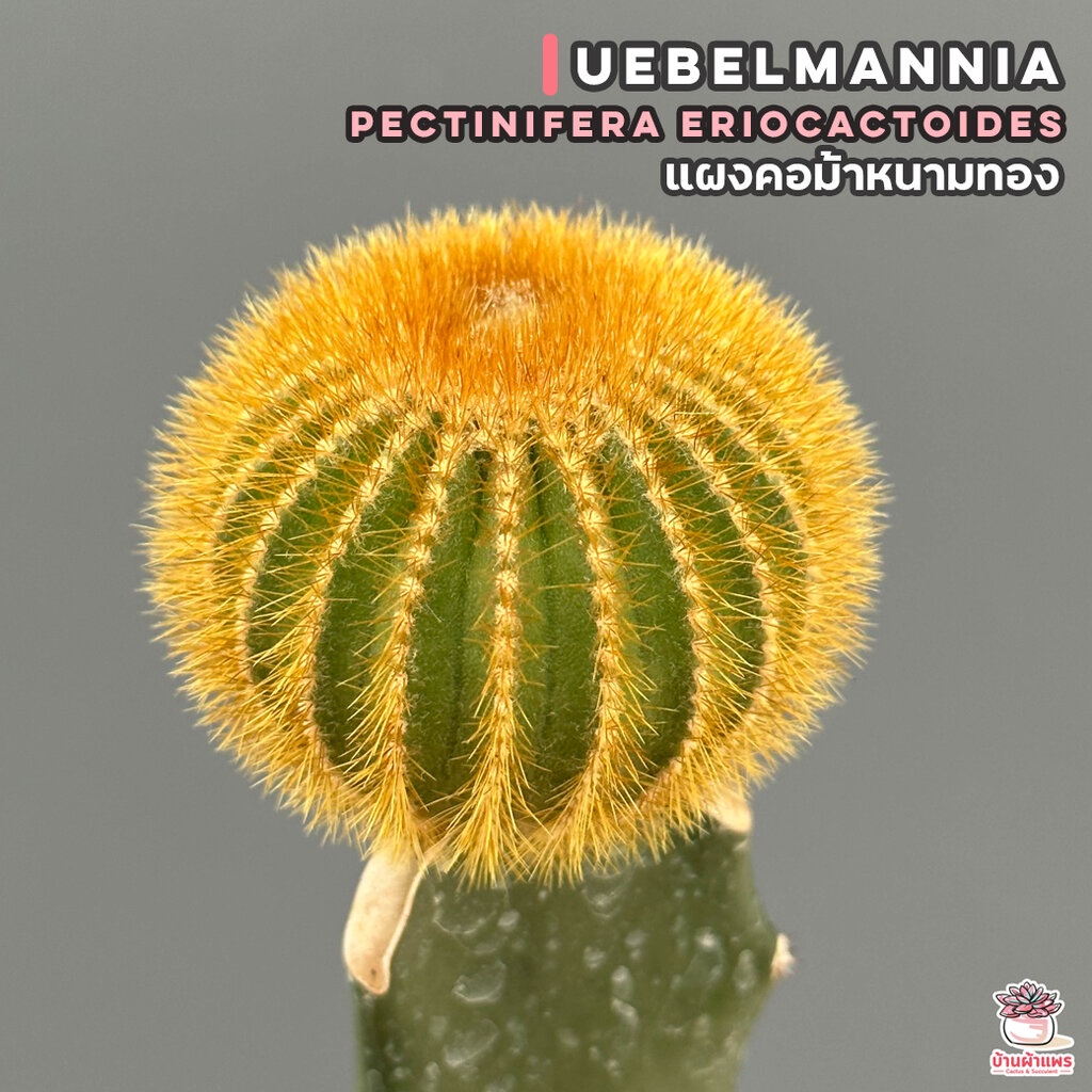 แผงคอม้าหนามทอง Uebelmannia pectinifera eriocactoides แคคตัส กระบองเพชร cactus&amp;succulent
