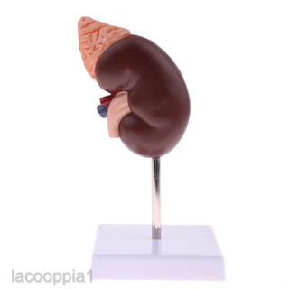 ❁[lacooppiafeMY] Anatomical Human Model 1:1 Kidney Adrenal Gland Model Educational Toys