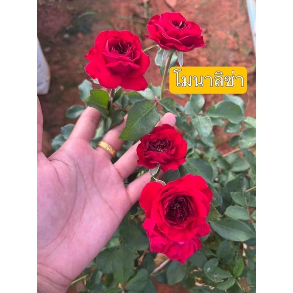 My Image 22