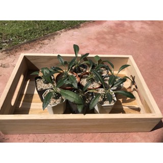 มะพร้าวทะเลทราย(Dorstenia Plant)