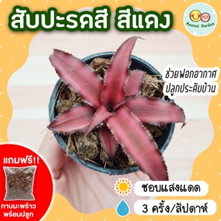 สับปะรดสี สีแดง กระถาง 3 นิ้ว [แถมกาบมะพร้าวพร้อมปลูก] bromeliad  ต้นไม้มงคลจิ๋วน่ารัก ต้นไม้ฟอกอากาศ ไม้ประดับ