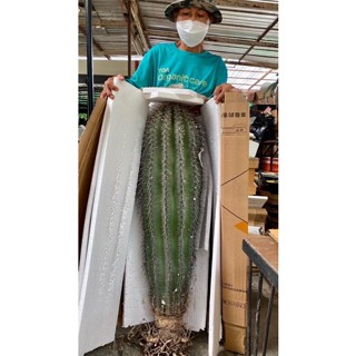 🌵ซากัวโร่🌵ไม้เมล็ด  ขนาดที่ขายคือ 💢27-29cm 💢30-32cm💢