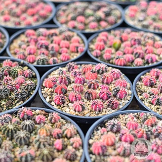 ต้นยิมโน LBHB ด่าง และ ยิมด่าง- แอลบีไฮบริดด่าง&ยิมโนด่าง (gymnocalycium) - กระบองเพชร ราคาถูก🌵แคคตัส🌵