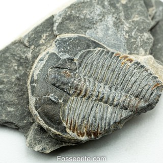 [อายุกว่า 505 ล้านปี!!!] #192 ฟอสซิล ไทรโลไบต์ Elrathia Kingi Trilobite ของแท้ ขนาดเล็ก บน Matrix จาก USA