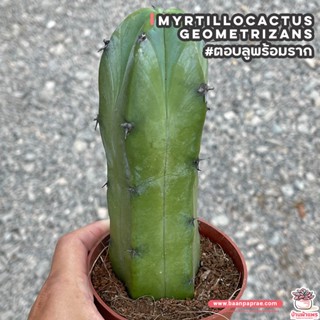 ตอบลูพร้อมราก ( Myrtillocactus Geometrizans ) ตอกราฟไม้ แคคตัส กระบองเพชร cactus&amp;succulent