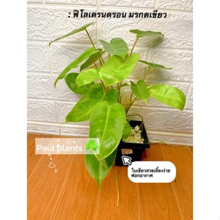 ฟิโลมรกตเขียวไม้ฟอกอากาศเลี้ยงง่าย