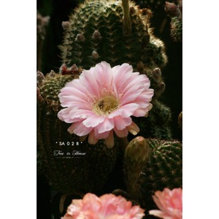 แคคตัส  Cactus  โลบิเวีย (Lobivia) SA028 หน่อเด็ดสดโลบิเวีย ขนาด 2 เซนติเมตรขึ้นไป จำนวน 1 หน่อ