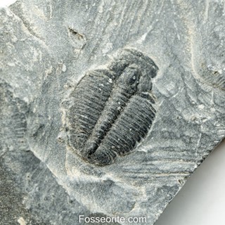 [อายุกว่า 505 ล้านปี!!!] #174 ฟอสซิล ไทรโลไบต์ Elrathia Kingi Trilobite ของแท้ ขนาดเล็ก บน Matrix จาก USA