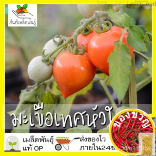 เมล็ดอวบอ้วน100%เมล็ดพันธุ์ มะเขือเทศหัวใจ 40 มล็ด Pink Oxheart Tomato Seed เมล็ดพันธุ์แท้100% นำเข้าจากต่างประเทศ ปลูกผ