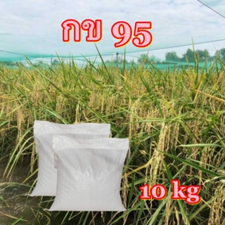 พันธุ์ข้าวกช95 ชุด10กก.(พันธุ์ขยาย)