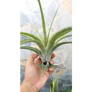 Tillandsia flexuosa var. Vivipara ทิลแลนด์เซีย เฟล็กซูโอซ่า วาร์ วิวิพาร่า airplant สับปะรดอากาศ ทิลแลนเซีย