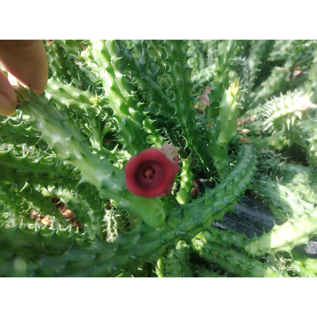 💥เก๋งจีน💥 Huernia schneideriana ขนาดความยาว 10-12 ซม. ต้นแคคตัส ต้นกระบองเพชร(กรุณาอ่านรายละเอียดก่อนทำการสั่งซื้อครับ) - รูปที่ 3