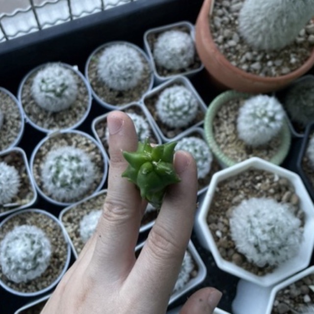 มายริโอ เต่า(astrophytum myriostigma kikko)