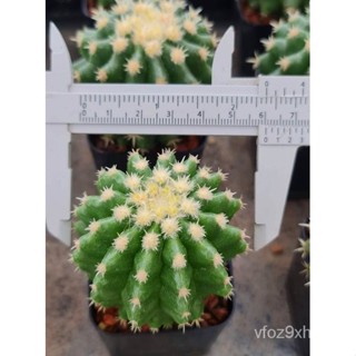 คุณภาพสูง เมล็ด/Echinocactus grusonii v intermedius  ถังทองหนามสั้น   ไม้เมล็ด/เมล็ด เมล็ดพันธุ์ ต้น QYWO