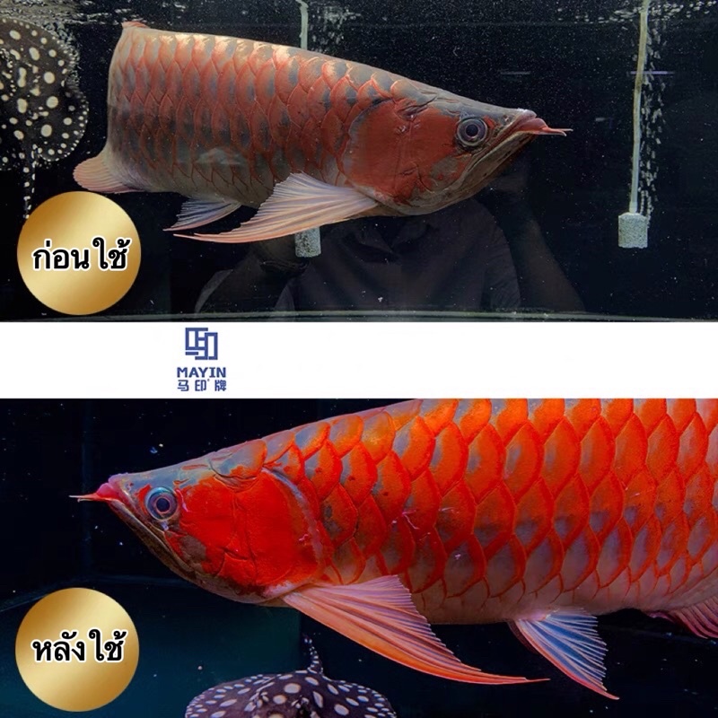 Mayin Arowana  SUPER COLOUR หลอดไฟสำหรับปลามังกรแดงและปลาสวยงามทุกชนิด ขนาด 112cm. 142cm. 172cm.