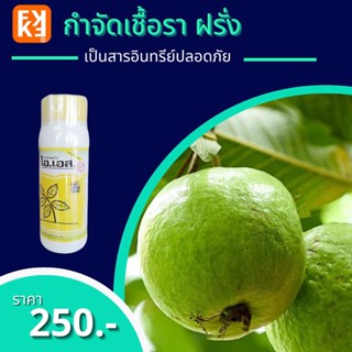 ฝรั่งใบไหม้ ราดำในฝรั่ง ใบจุด จุดสนิม กำจัดโรคฝรั่ง จากเชื้อราต่างๆ ปลอดสารพิษ ไอเอส และ FK-T(ใช้ได้ทุกพืช)โดย FK