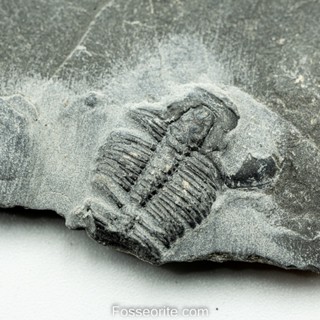 [อายุกว่า 505 ล้านปี!!!] #165 ฟอสซิล ไทรโลไบต์ Elrathia Kingi Trilobite ของแท้ ขนาดเล็ก บน Matrix จาก USA