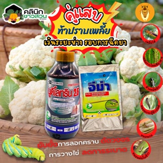 🥬 คู่แสบ ปราบเพลี้ย นูดิโลทริน+จีม่า (แลมป์ดา-ไซฮาโลทริน+อีมาเมกติน) บรรจุ 1ลิตร+100กรัม ปราบเพลี้ย กำจัดหนอน ตัดวงจรไข่