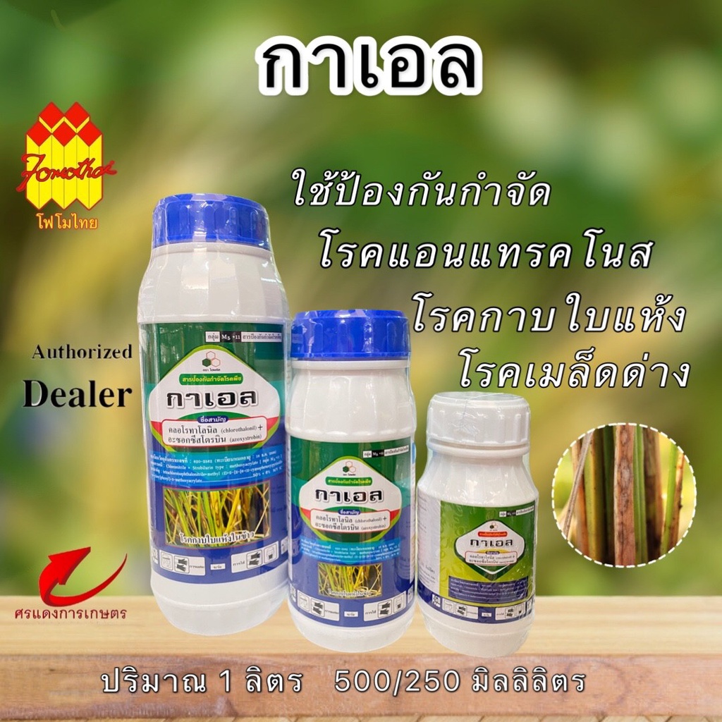 กาเอล (KAEIL) 250, 500 ,1000 ซีซี