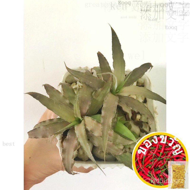 Cryptanthus หรือปลาดาวพืชหมวก/รองเท้า/ดอกทานตะวัน/ดอกไม้/กางเกงใน/ปลาดาว/ปลาดาว/ปลาดาว/ออยล์/เมล็ดพื