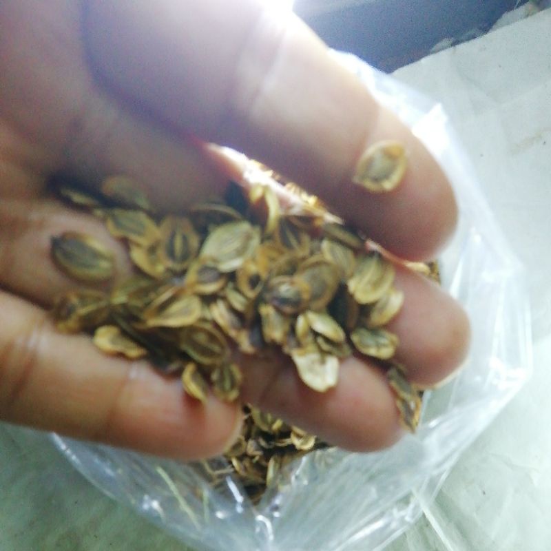 มะแหลบตากแห้ง40g.(กรัม)​