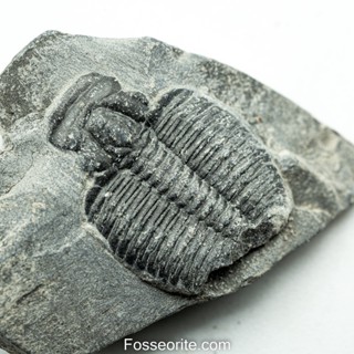 [อายุกว่า 505 ล้านปี!!!] #202 ฟอสซิล ไทรโลไบต์ Elrathia Kingi Trilobite ของแท้ ขนาดเล็ก บน Matrix จาก USA