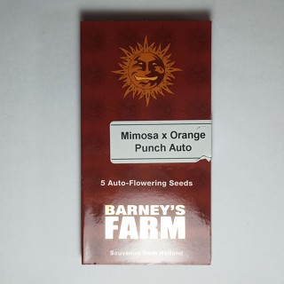 Cannabis seeds Barneys farm Mimosa x Orange Punch Auto 5pc