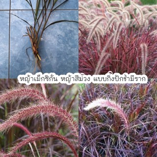 หญ้าเม็กซิกัน หญ้าจัดสวนประดับยอดฮิต แบบกิ่งปักชำมีราก สั่งขั้นต่ำ10ต้น