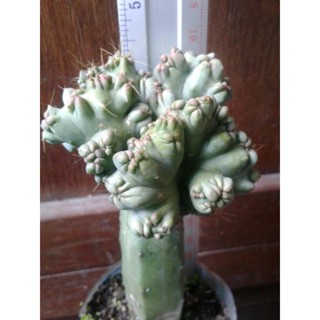 cactus myrtillocactus geometrizans cristata บลูคริสกราฟตอสามเหลี่ยมและตอบลู