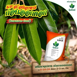 ปุ๋ยทิพย์ 8-24-24 +MgO+S+B 1 kg เร่งดอก สะสมอาหาร บำรุงผล