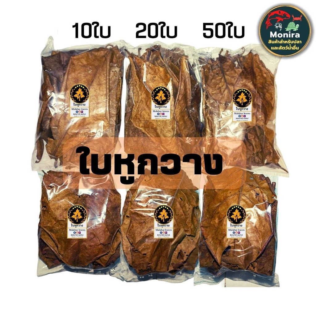 #ใบหูกวาง
#สรรพคุณใบหูกวาง
#ประโยชน์ใบหูกวาง
#การเลี้ยงปลา
#ดูแลปลา