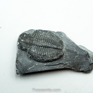 [อายุกว่า 505 ล้านปี!!!] #210 ฟอสซิล ไทรโลไบต์ Elrathia Kingi Trilobite ของแท้ ขนาดเล็ก บน Matrix จาก USA