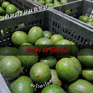 ขายส่ง อโวคาโด 10 กิโลกรัม สำหรับพ่อค้าแม่ค้านำไปขายต่อ