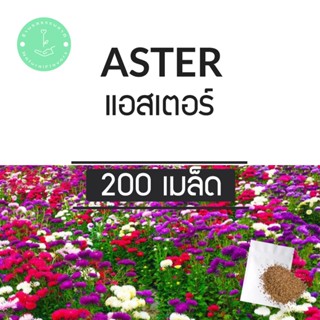 (พร้อมส่ง🌼) เมล็ดพันธุ์ ดอกไม้ แอสเตอร์ คละสี 200 เมล็ด Aster Flower แท้100% นำเข้าจากต่างประเทศ