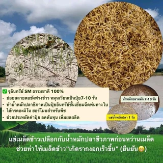 จุลินทรีย์SM+เเร่ปรับสภาพSM💥เซ็ทคู่ดูโอ้💥หมักปุ๋ยปลาย่อยสลายเร็ว7-10วัน