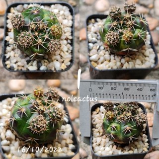 ยิมโนแม่ลูกดกด่าง gymnocalycium damsii f. variegata กระบองเพชร แคคตัส cactus