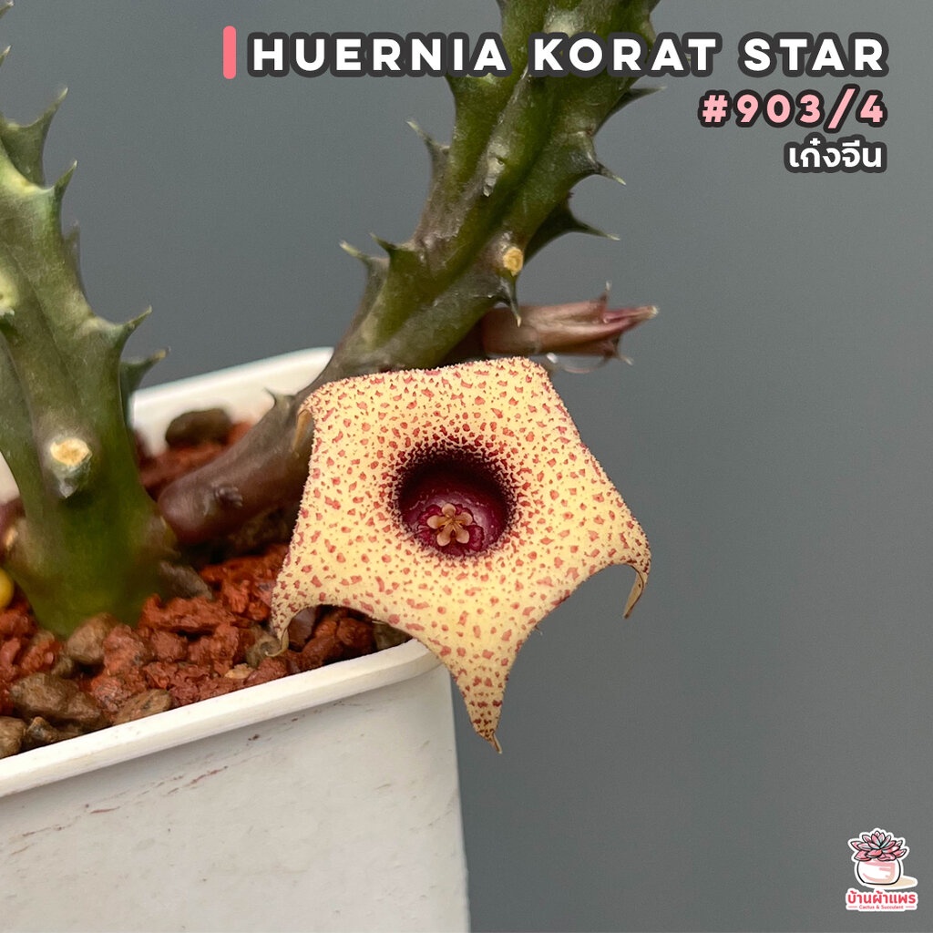 เก๋งจีน Huernia Korat star #903/4 แคคตัส กระบองเพชร cactus&succulent