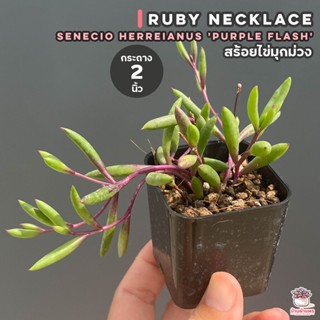 สร้อยไข่มุกม่วง #กระถาง 2 นิ้ว Ruby Necklace - Senecio Herreianus Purple Flash ไม้อวบน้ำ กุหลาบหิน cactus&amp;succulent...