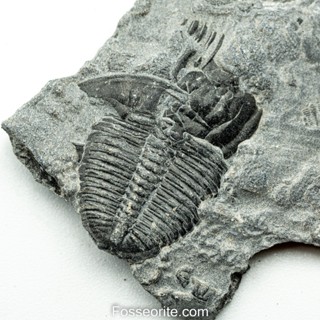 [อายุกว่า 505 ล้านปี!!!] #197 ฟอสซิล ไทรโลไบต์ Elrathia Kingi Trilobite ของแท้ ขนาดเล็ก บน Matrix จาก USA