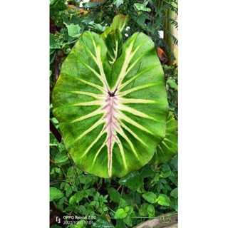 Colocasia white lava