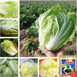 （คุณภาพสูง เมล็ด）เมล็ดผักกาดขาว（Chinese Cabbage Seeds）200เมล็ดพันธุ์คุณภาพ เมล็ดพันธุ์ผัก ต้นไม้มงคล/เมล็ด ผัก ปลูก สวนค