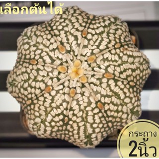 แอสโตรไฟตั้ม super เว้า เชื้อวี#แคสตัส castus​ astrophytum แอสโตร แอสโตร​ไ​ฟตั้​ม แอสโตรไฟตัม กระบองเพชร ป้ายเหลือง​