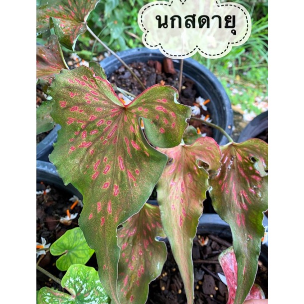 บอนสีนกสดายุตับรามเกียรติ์ บอนแยกหน่อเลี้ยงนอกตู้ ต้นใหญ่