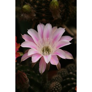 Echinopsis อิชินอฟ ES18 สีทูโทน ขาวอมชมพู ดอกใหญ่ หน่อเด็ดสดขนาด 2 cm ขึ้นไป จำนวน 2 หน่อ