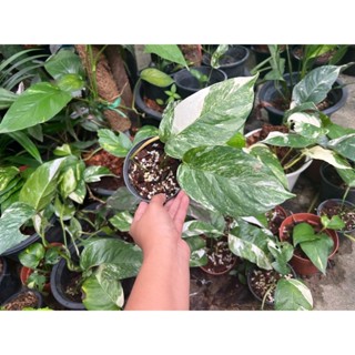 Epipremnum Pinnatum Variegated. อิพิด่างขาว