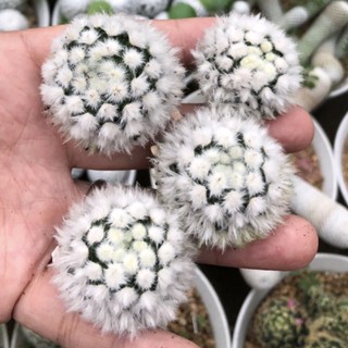 ทำยากมากค่าตัวนี้ เจ้าแกะมอนส์ขนปุย 🐑🐑🐑 ขนสวยขาวมาก💖💖💖Mammillaria Bocasana v. multilanata monts