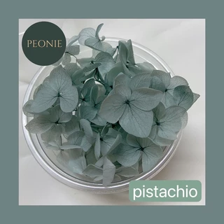 ดอกไฮเดรนเยียแห้ง Preserved Hydrangea กลีบดอกไม้แห้ง DIY เรซิ่น เทียนหอม ตกแต่งการ์ด ดอกไม้พรีเสิร์ฟ (โทนเย็น)
