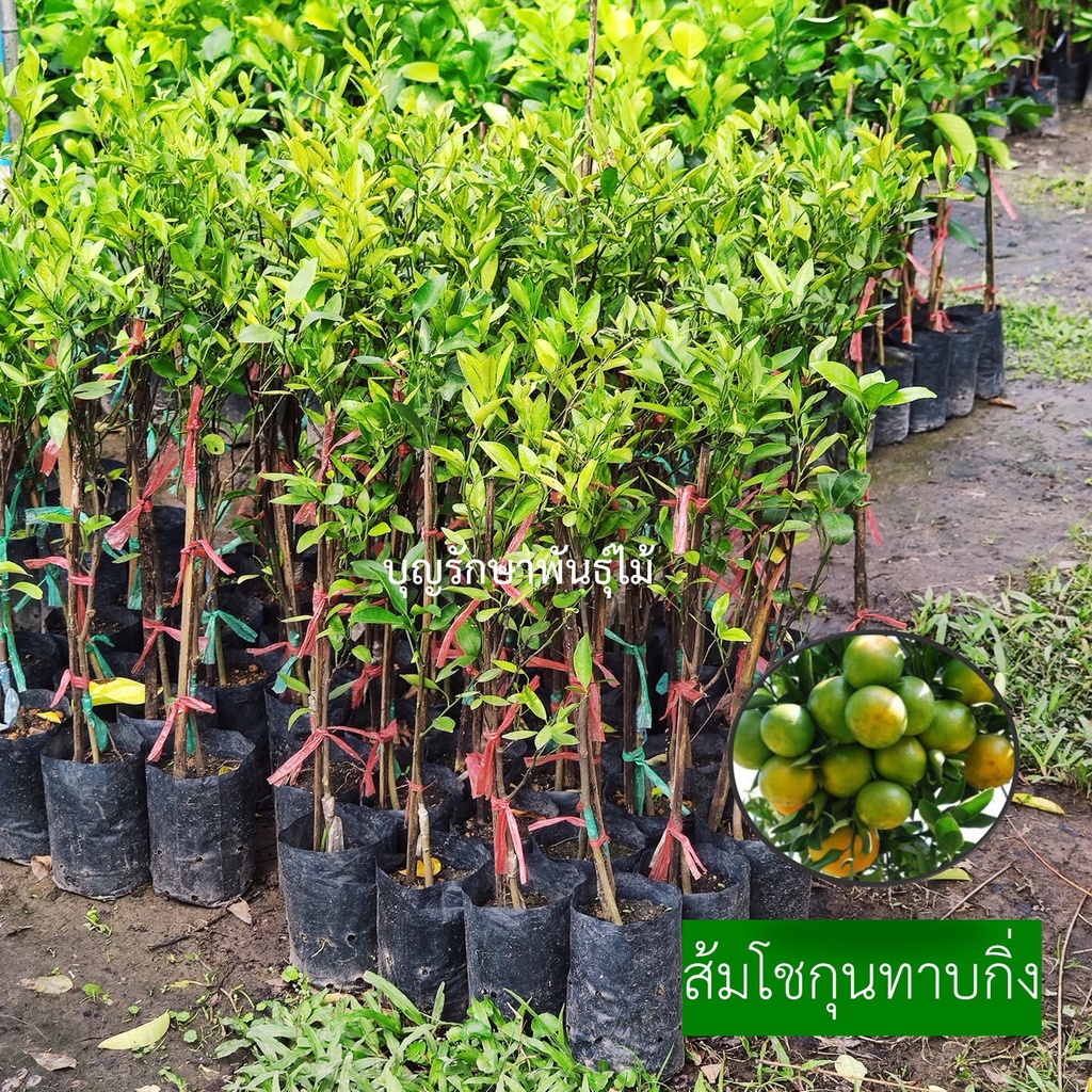 ส้มโชกุนเบตง ทาบกิ่งสูง50-60cm ราคา ถูกที่สุด ดีลบีเคเค